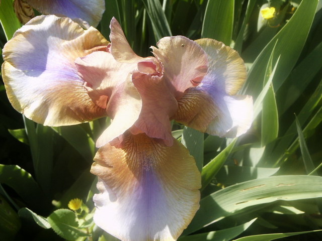 Iris_02