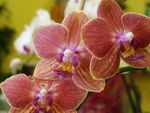 Phalaenopsis