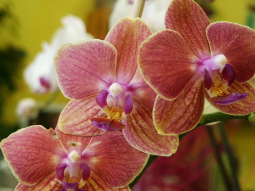 Phalaenopsis