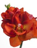 Freesia_red-beauty_03