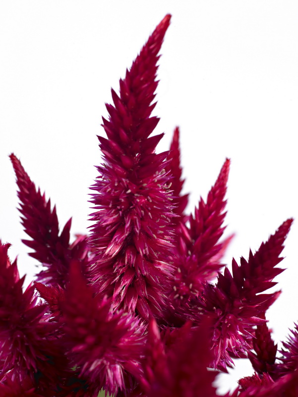 Celosia-celway_01