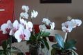 Phalaenopsis_04