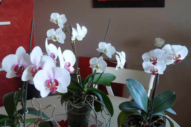 Phalaenopsis_04