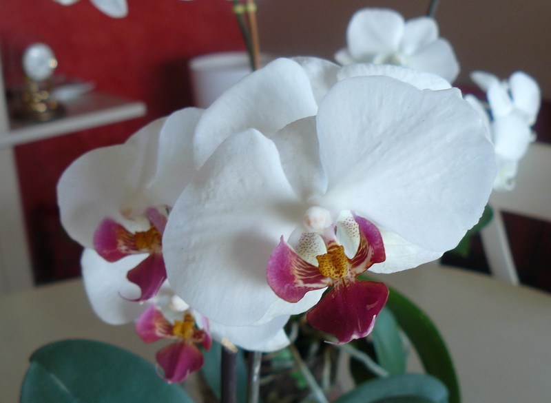 Phalaenopsis_02