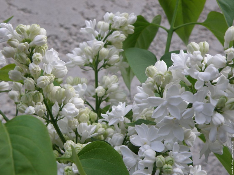 Lilas-blanc