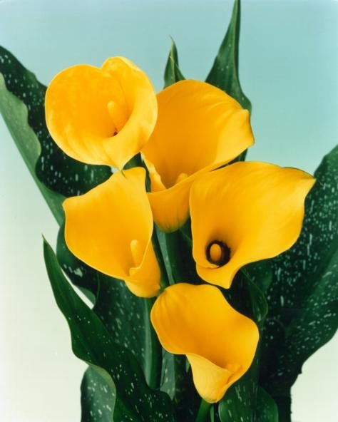 Une plante très tendance : le Calla ou Zantedeschia - Le pouvoir des fleurs