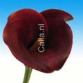 Calla_Majestic Red