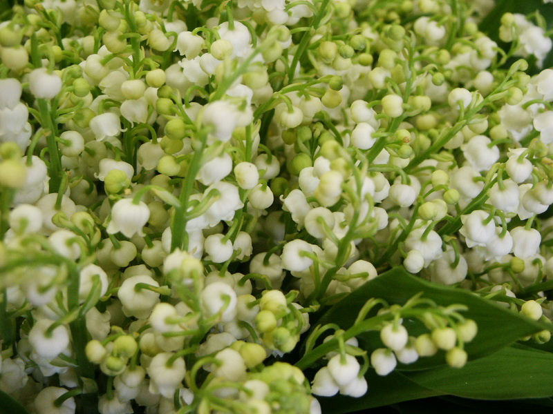 Muguet