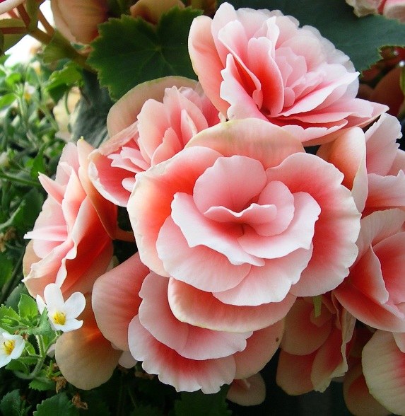 Begonia Hiemalis rose