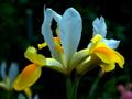 Iris_hollandais_02