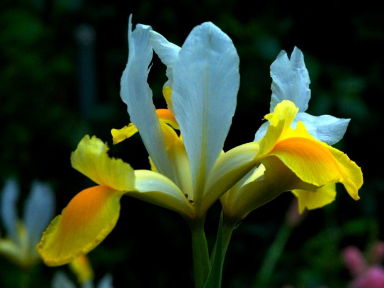 Iris_hollandais_02