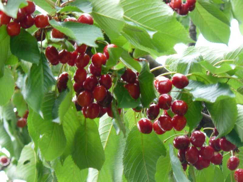 Cerises