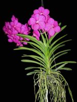 Vanda