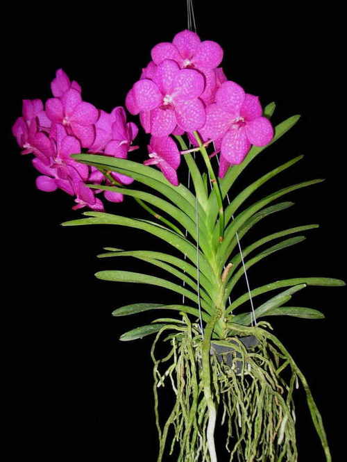 Vanda