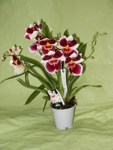 Miltonia