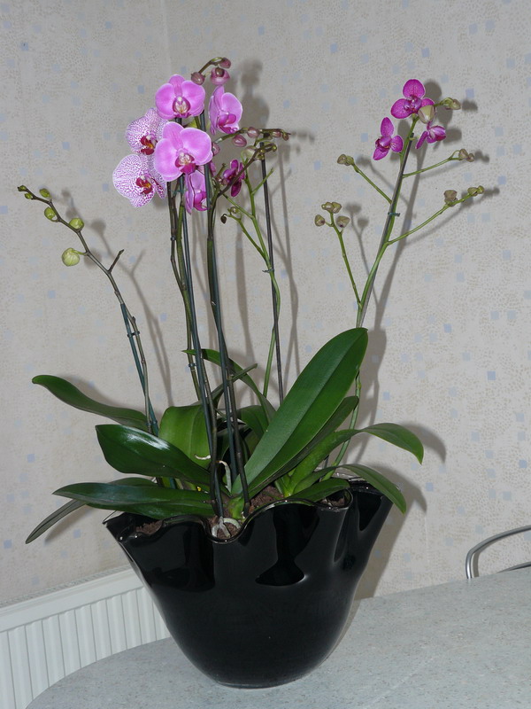 Phalaenopsis_coupe