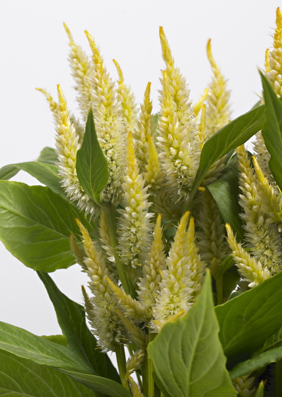 Celosia-celway_02