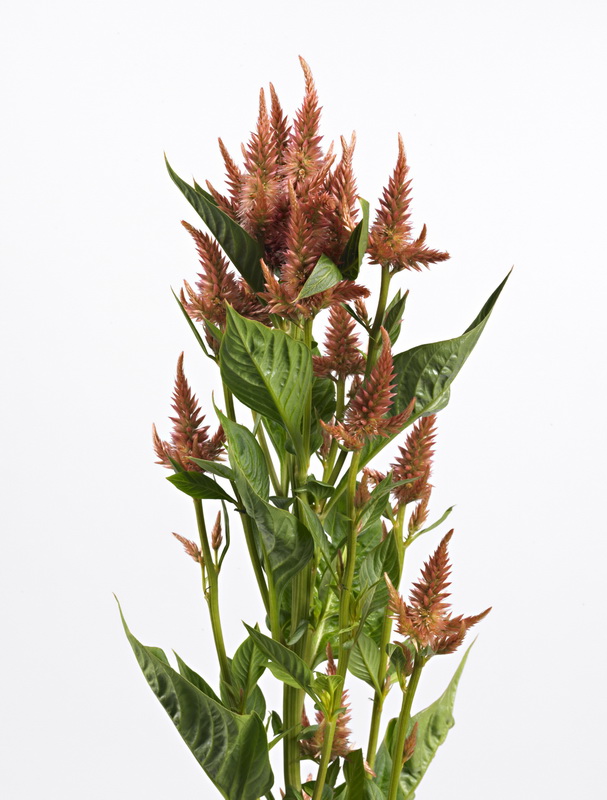 Celosia-celway_03