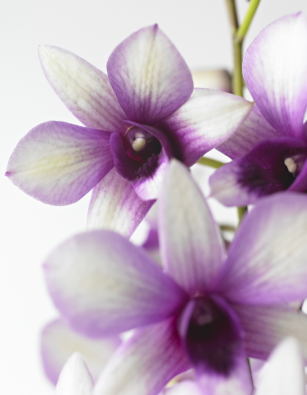 Dendrobium_polar_fire_01