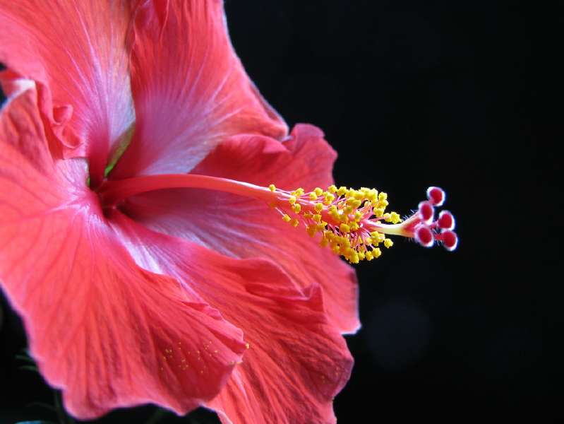 Hibiscus_01