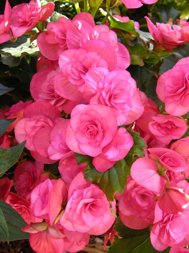 Begonia_hiemalis_fushia