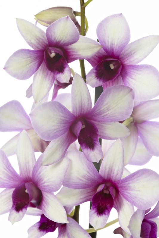 Dendrobium_polar_fire_02