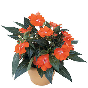 Interflora-impatiens