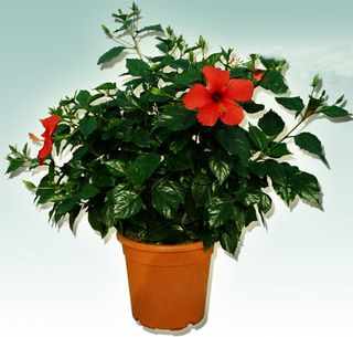 Hibiscus-pot