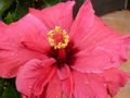 Hibiscus_02