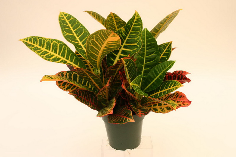 Croton_00