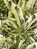 Croton-tamara_01
