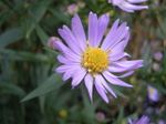 Aster detail