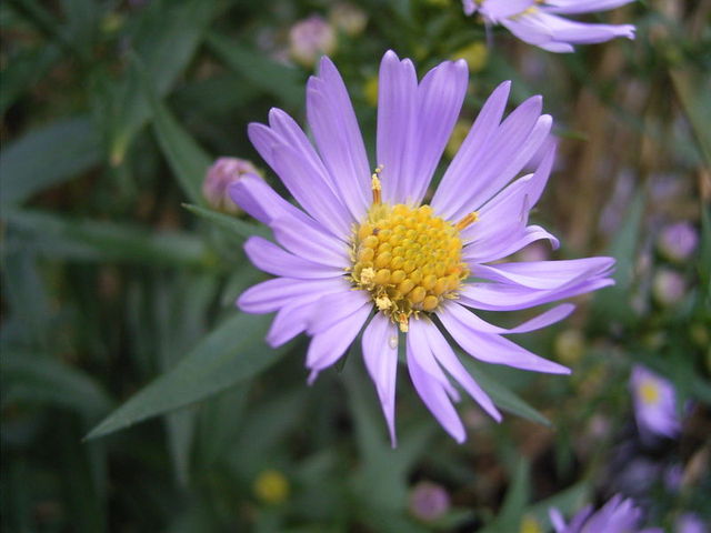 Aster detail