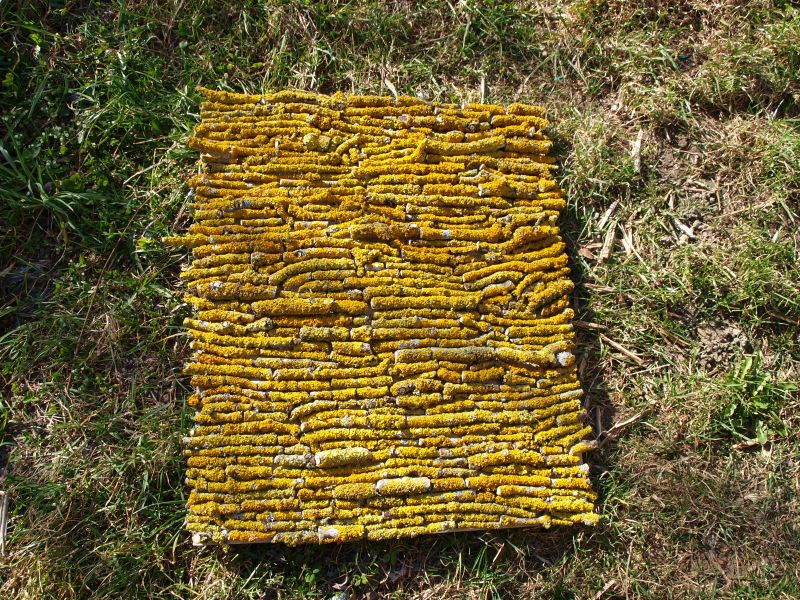 Landart_branches lichen