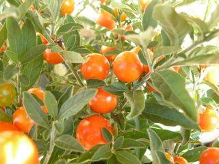 Solanum