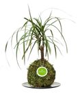 Kibonu_dracaena300