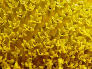 Tournesol_02