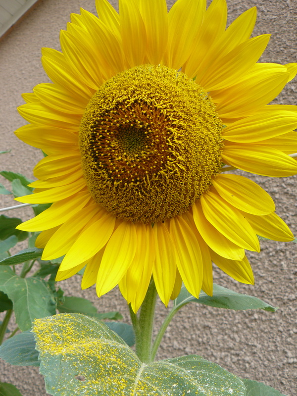 Tournesol_04