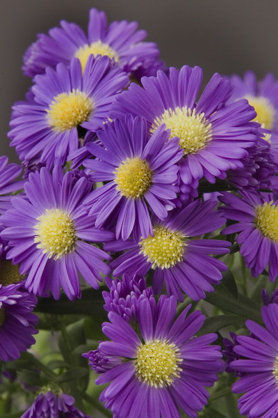 Aster