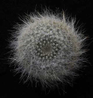 Cactus_01