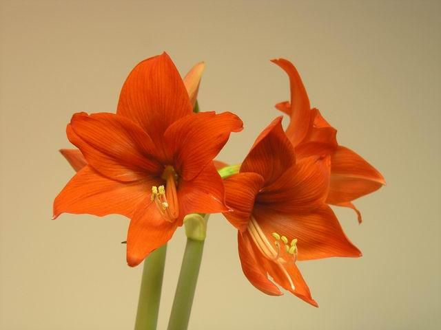 Amaryllis-fleur