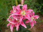 Lilium_05