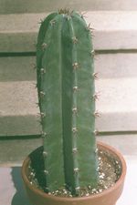 Cactus-cereus