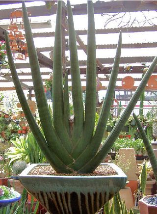 Sansevieria_cylindrica