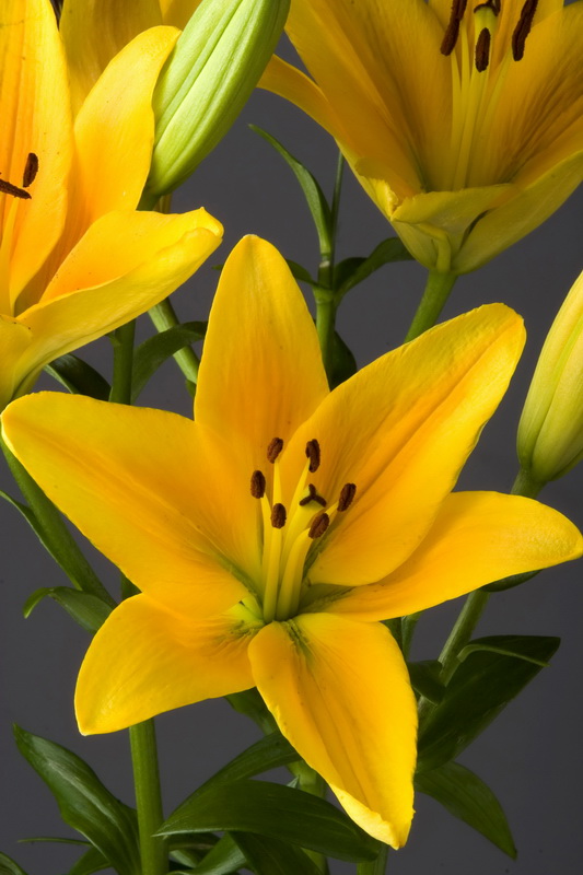 Lilium_02