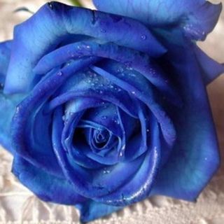 Rose bleue