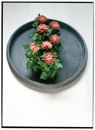 09sept_chrysanthemum