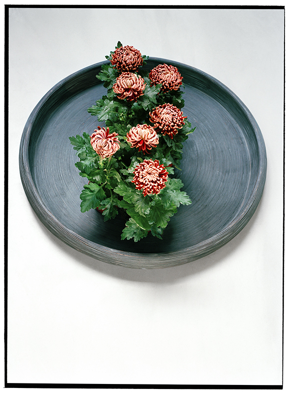 09sept_chrysanthemum