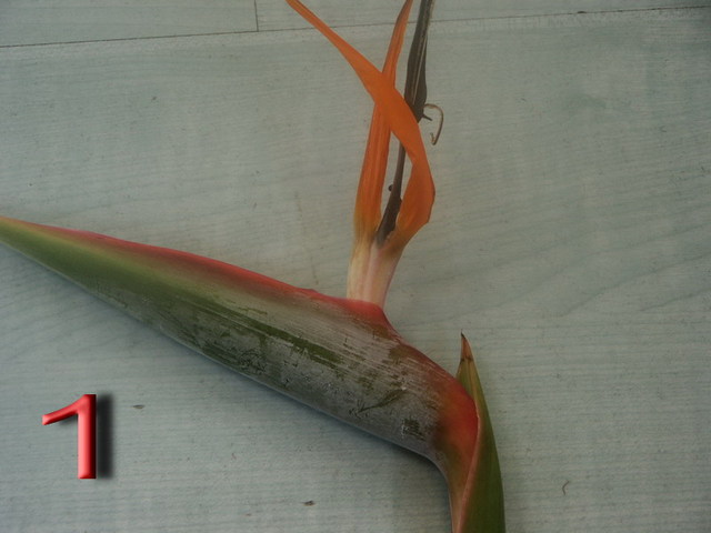 Strelitzia-1