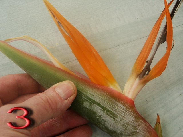 Strelitzia-3